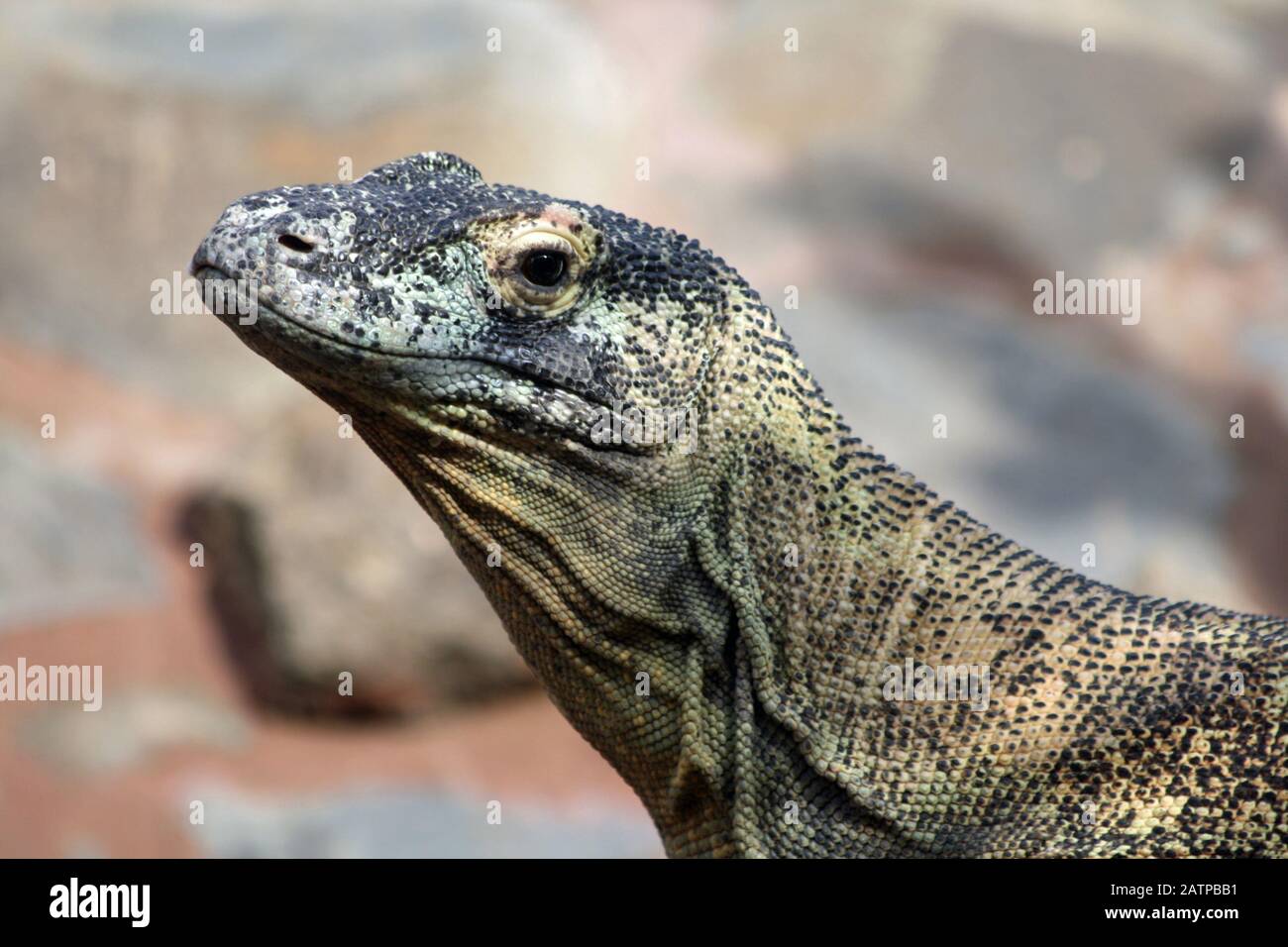 Komodowaran Stock Photo