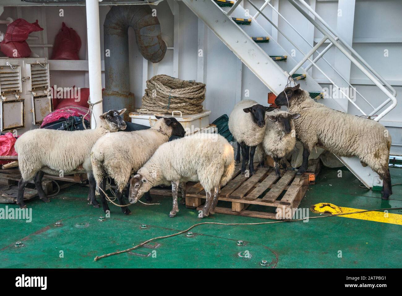 Flock of sheep on deck at Quelat ferry, en route in Aysen Region, Patagonia, Chile Stock Photo