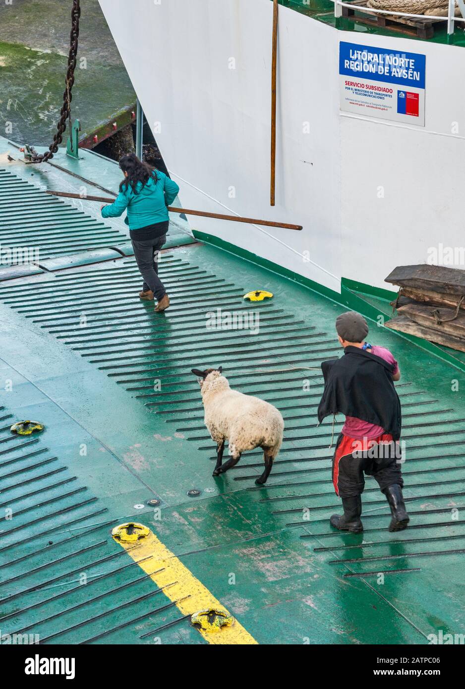 Shepherd with sheep leaving Quelat ferry, with drawbridge lowered at ramp at terminus, Puerto Raul Marin Balamaceda, Aysen Region, Patagonia, Chile Stock Photo