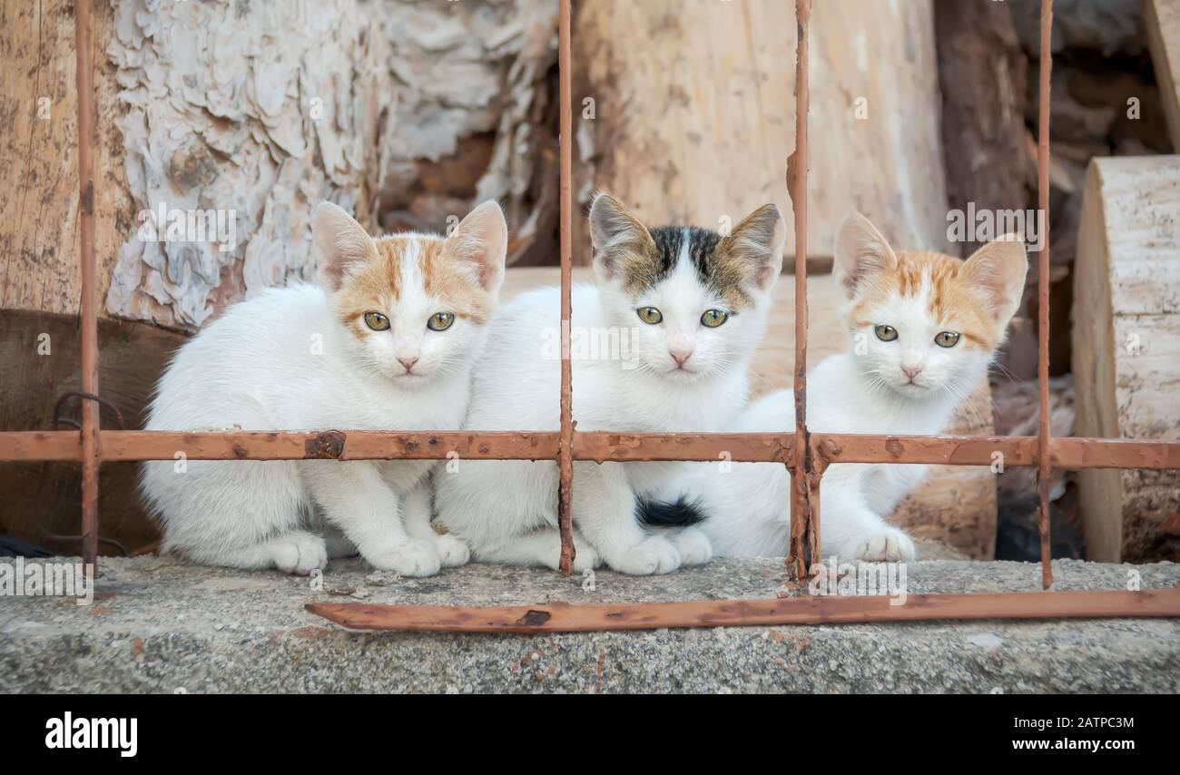Three curious baby cat kittens, bicolor white with red and tabby van pattern, sitting side by side on a garden wall behind an iron fence, Greece Stock Photo