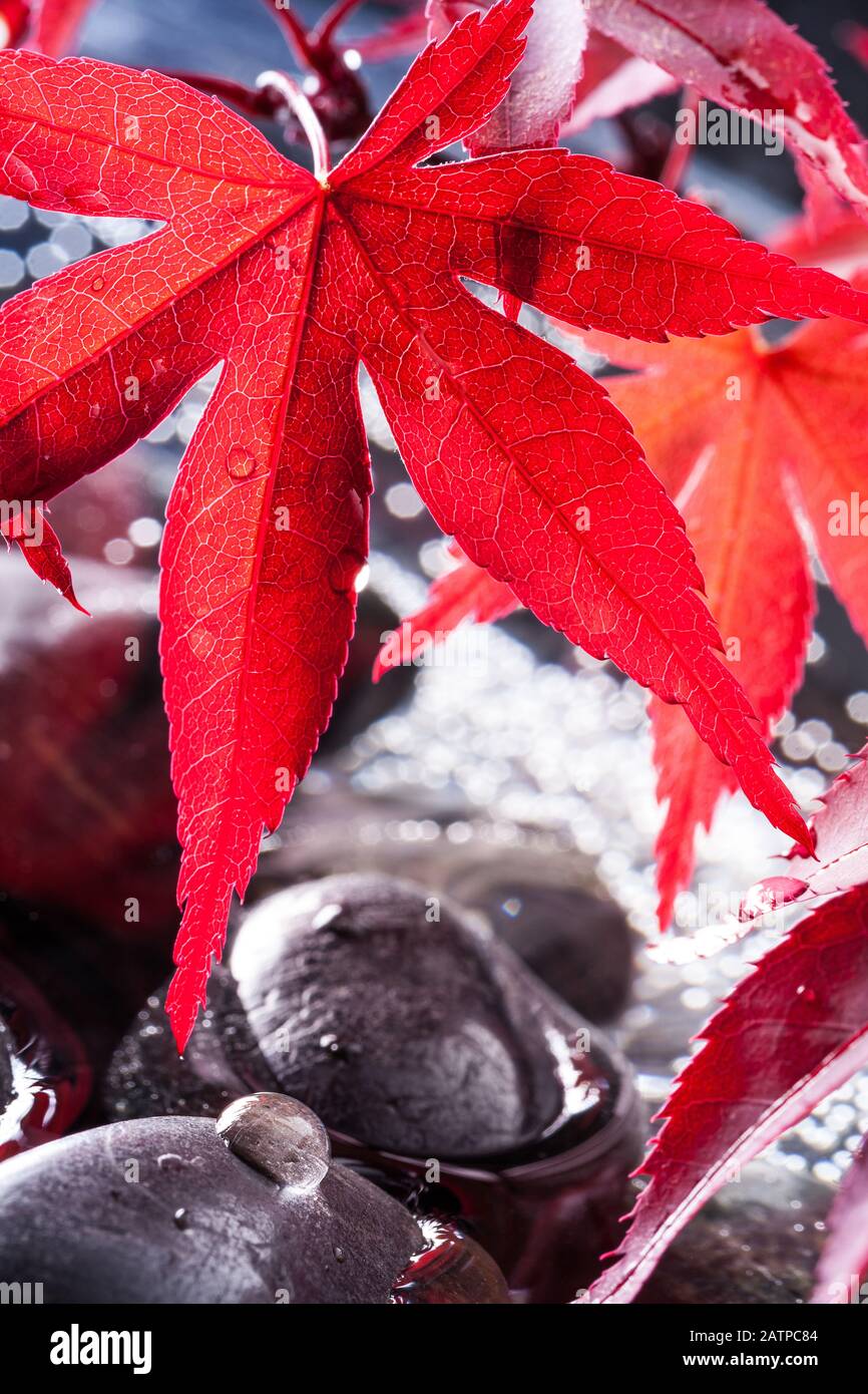 Japanese maple leaves on black stones Stock Photo Alamy
