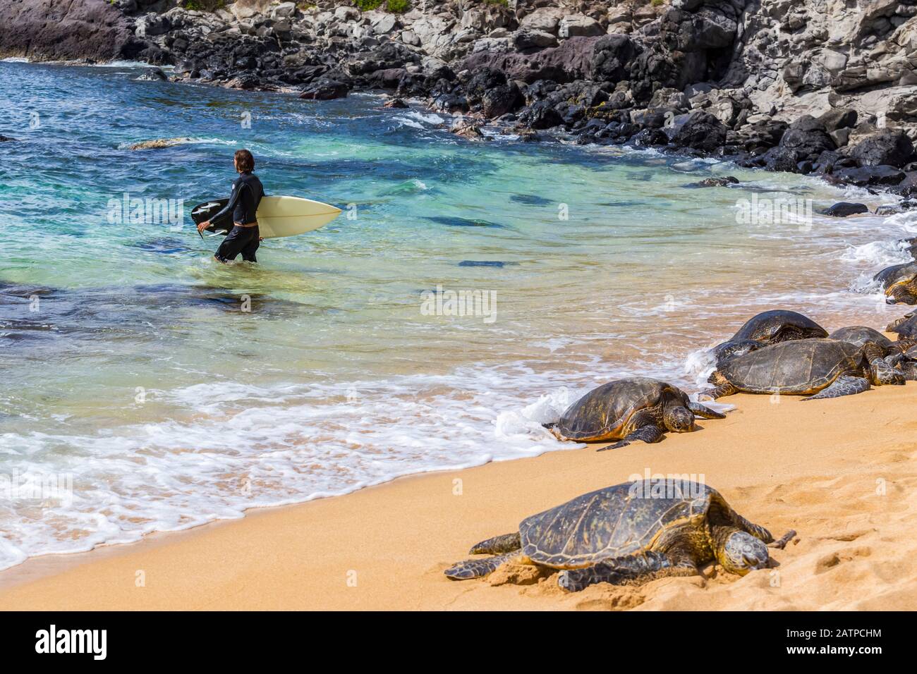 A male surfer walks away from the shoreline towards the pacific ocean surf.  Green sea turtles (Chelonia mydas) nap on the sand on the edge of the ... Stock Photo