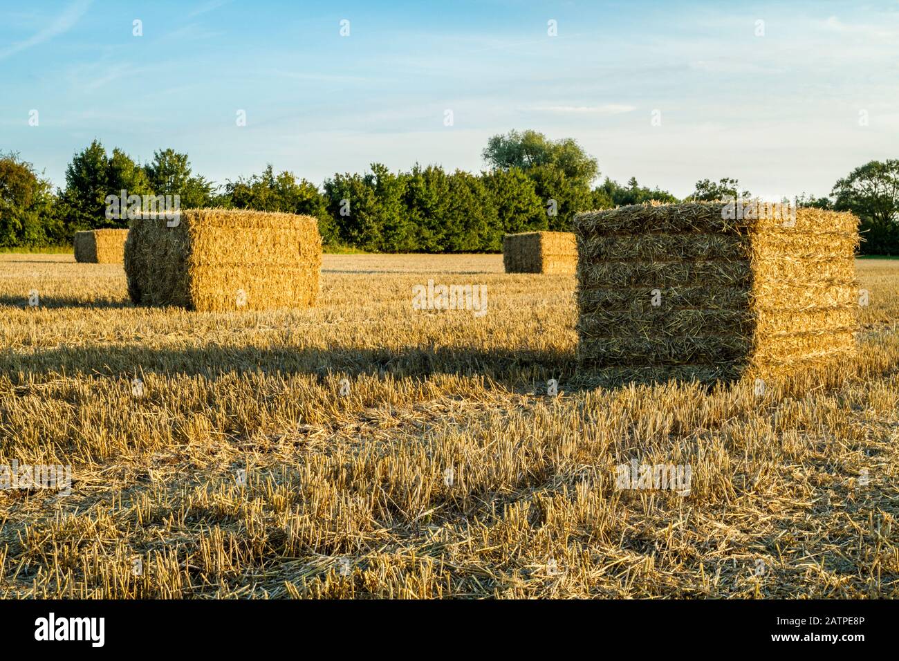 Harvest time. Straw bales in a field awaiting collection in a harvested field, Nottinghamshire, England, UK Stock Photo