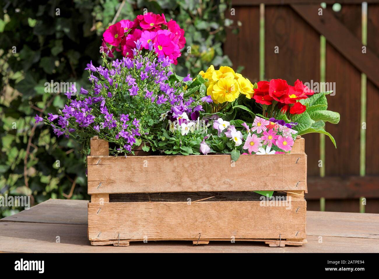 Various spring bloomers to plant Stock Photo