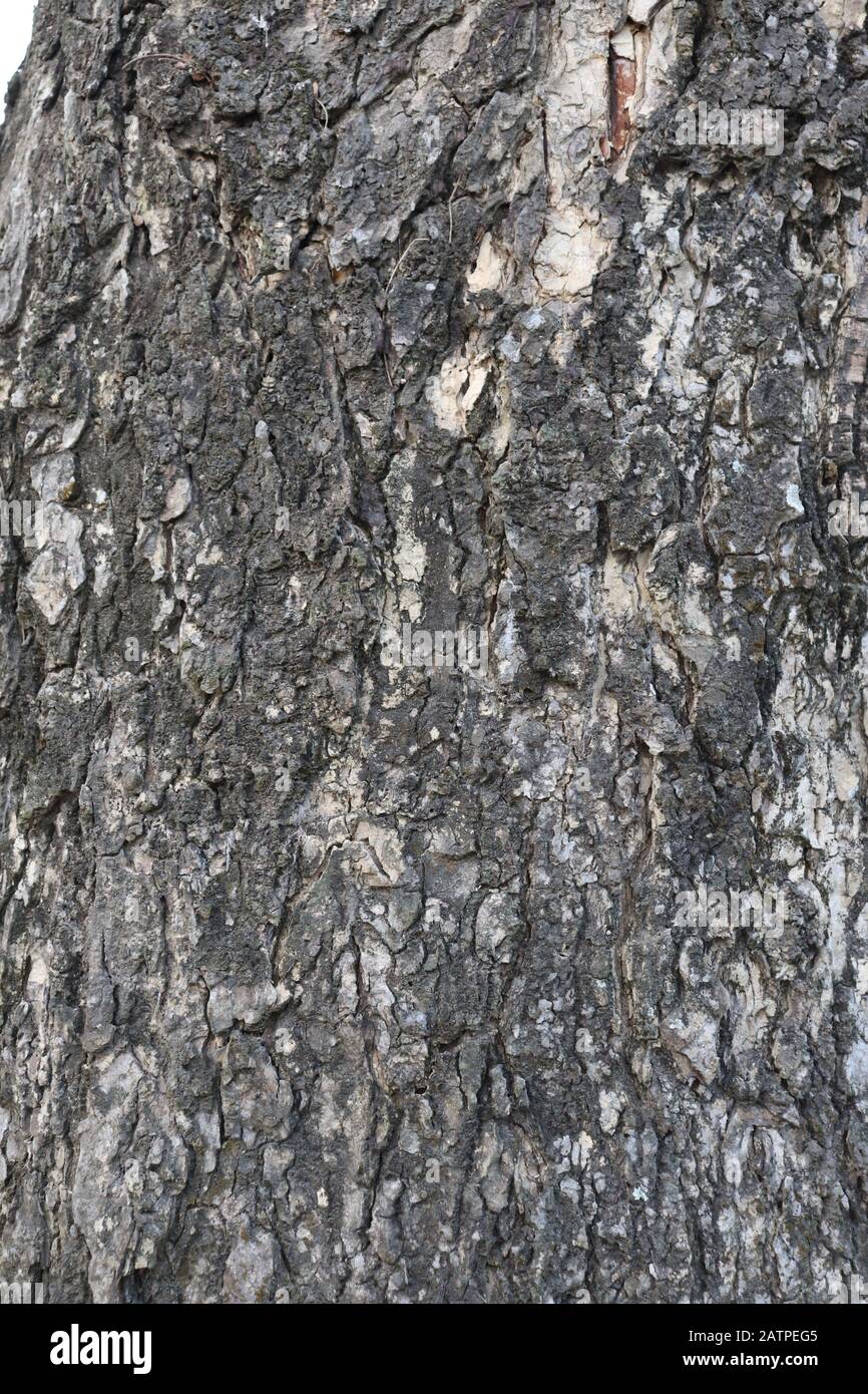 Tree bark texture background. Brown bark of a tree Stock Photo - Alamy