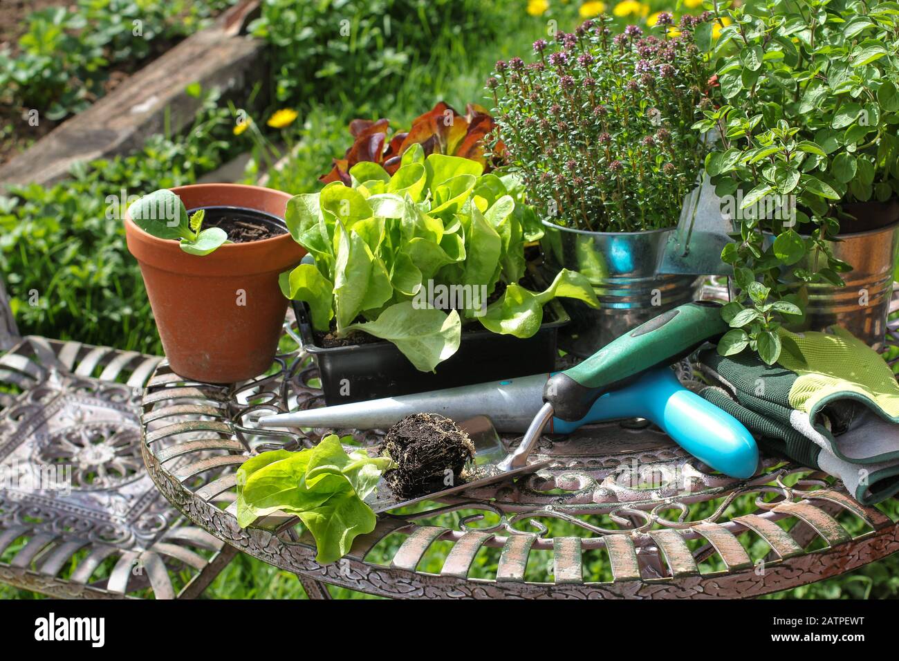 Garden bucket with wheels in the garden. Preparations for spring cleaning  in the garden Stock Photo - Alamy