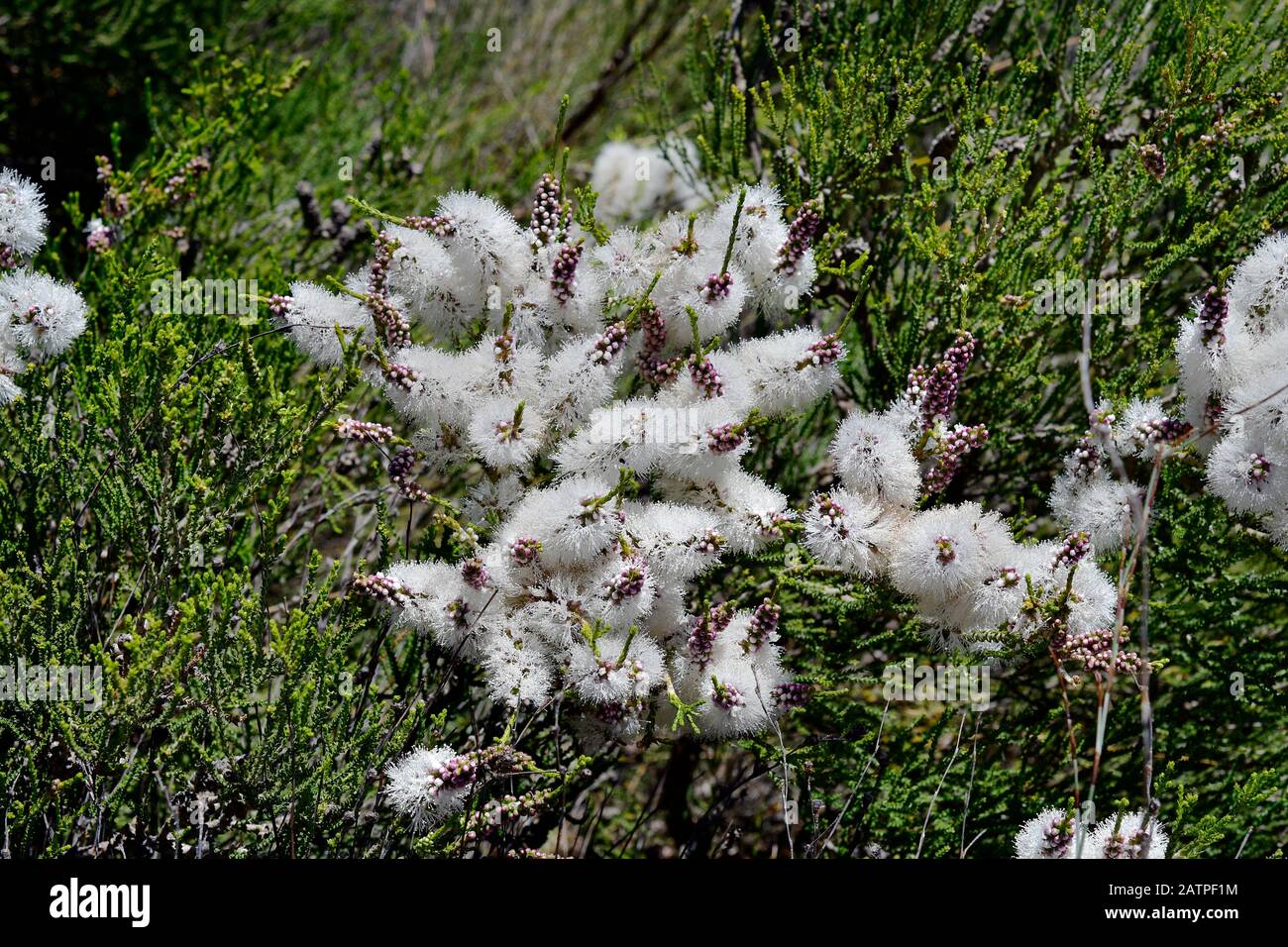 Australia, flowering chenille honey-myrtle Stock Photo