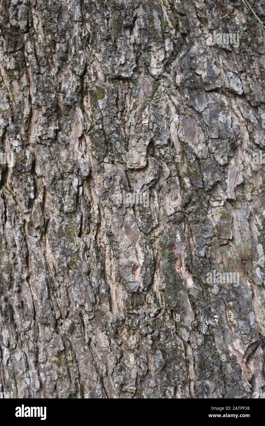 Tree bark texture background. Brown bark of a tree Stock Photo - Alamy
