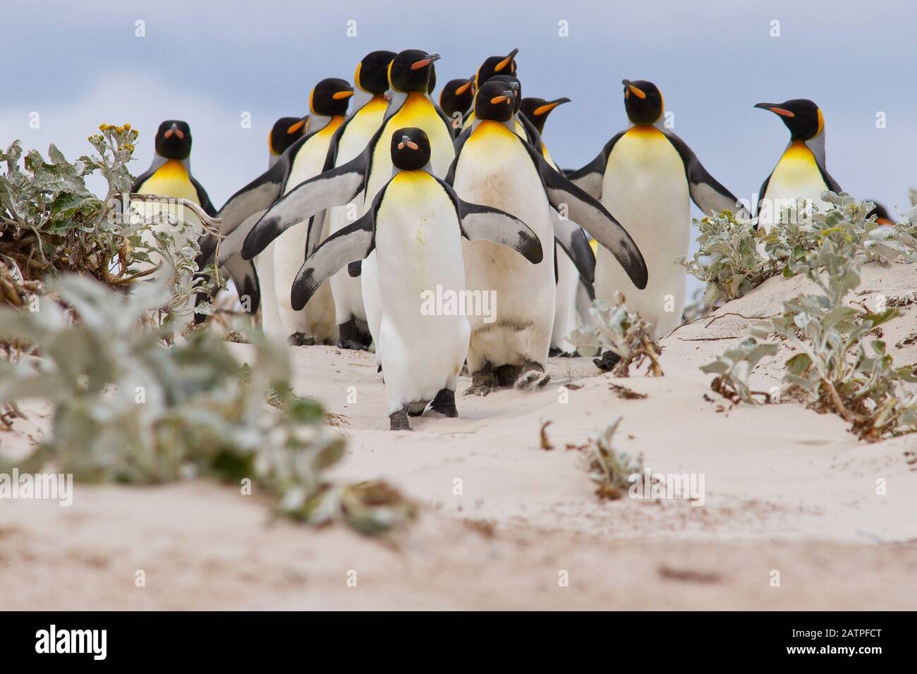 King penguins head over the beach to the sea at Volunteer Point in the Falkland Islands Stock Photo