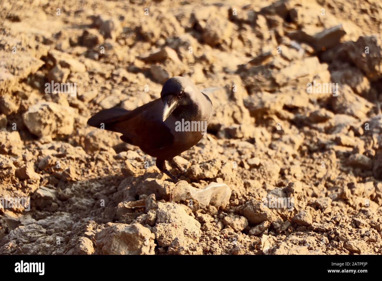 Crow Is Finding Worms In The Mud Stock Photo Alamy