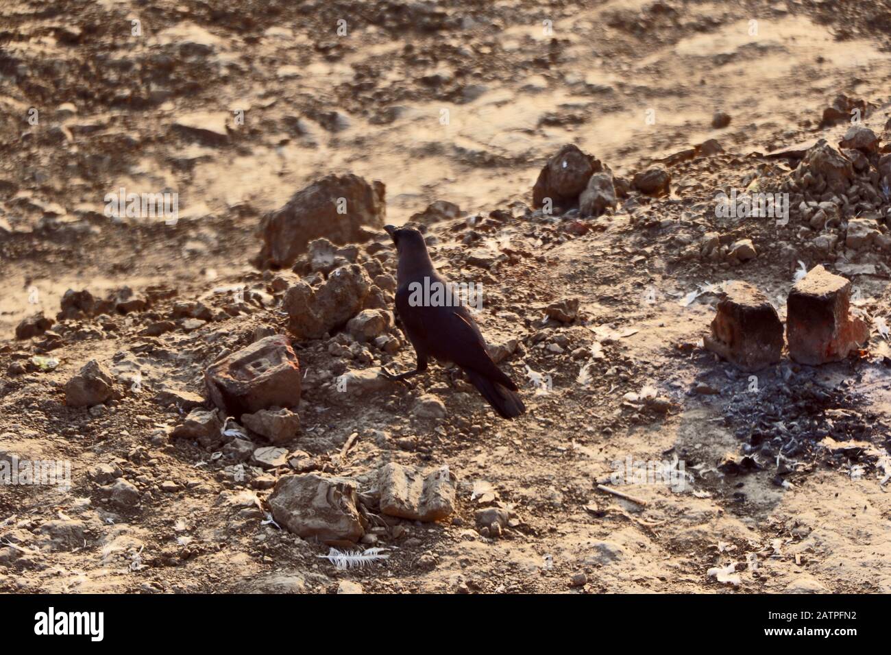 Crow Is Finding Worms In The Mud Stock Photo Alamy