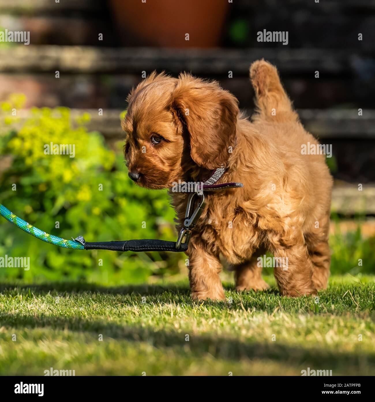A young red Cockapoo puppy being playful in its owners garden in its