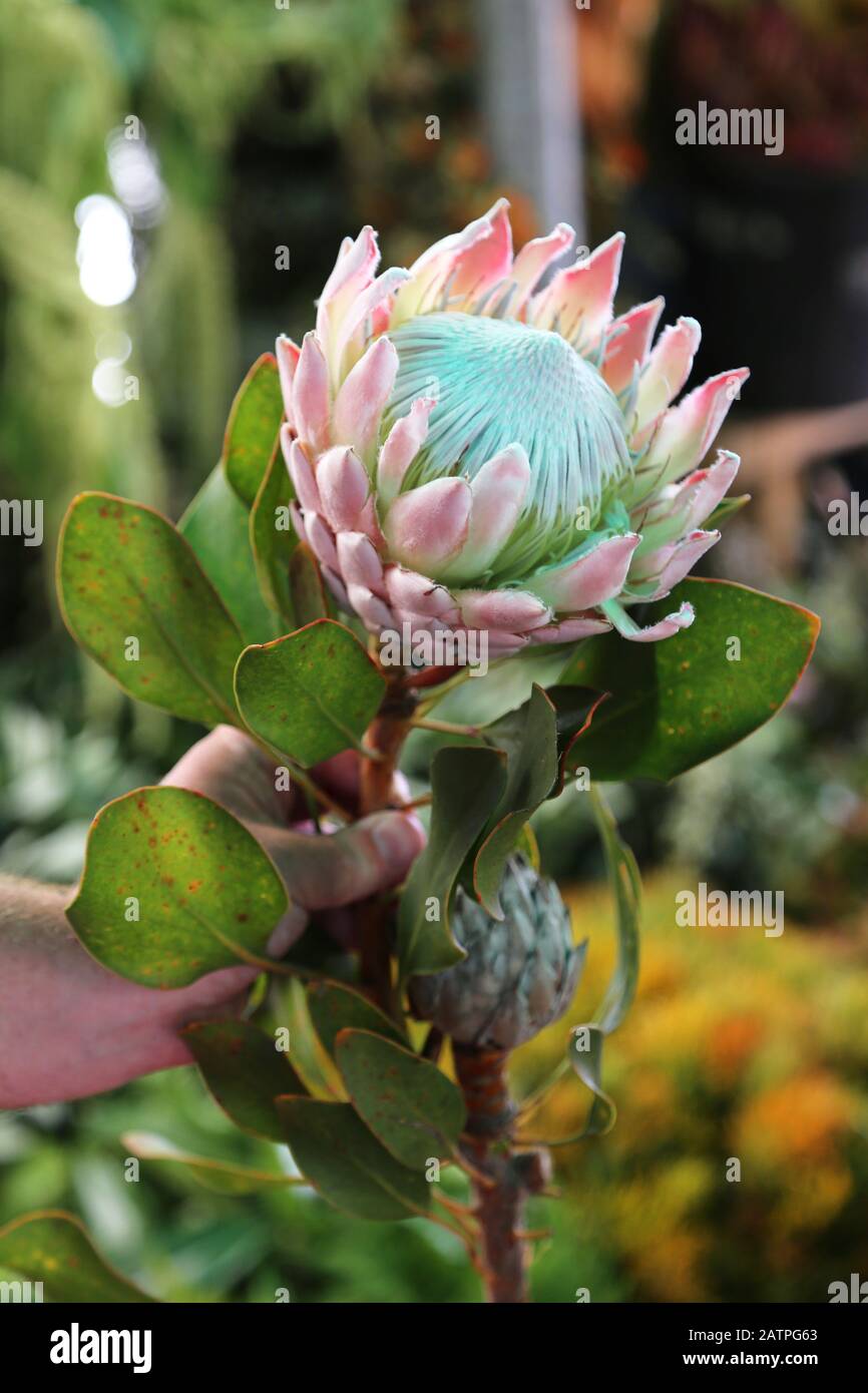 King Protea (Protea cynaroides), Flower Market, Adderley Street, CBD