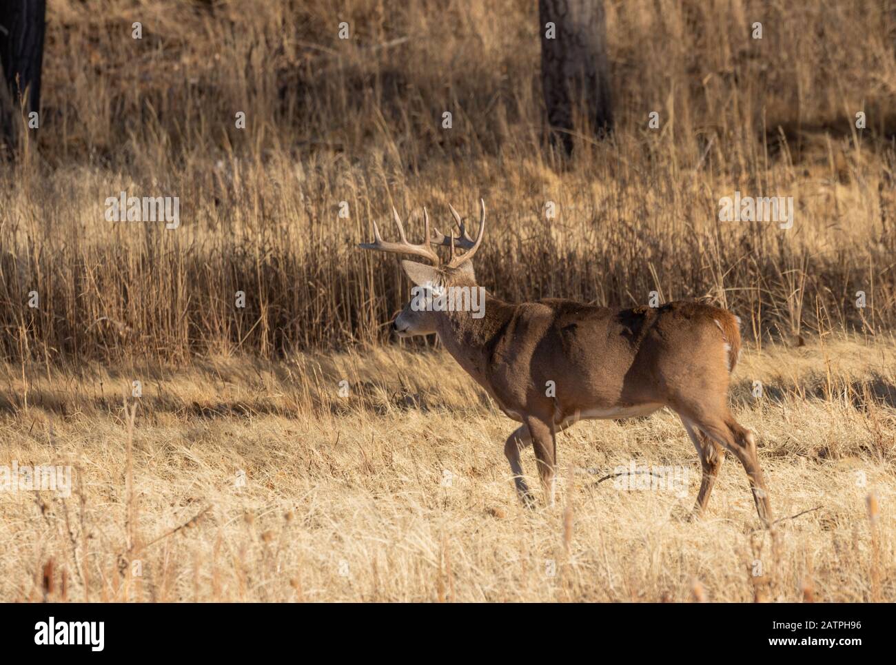 Whitetail Deer Buck in the Fall rut Stock Photo - Alamy