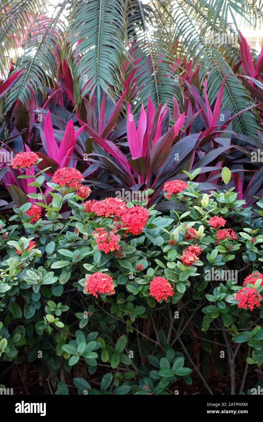 Red Jungle Geraniums Flowers (Ixora coccinea) in the Gardens at Azul Beach, Sensatori Resort Hotel, Puerto Morelos, Riviera Maya, Cancun, Mexico. Stock Photo