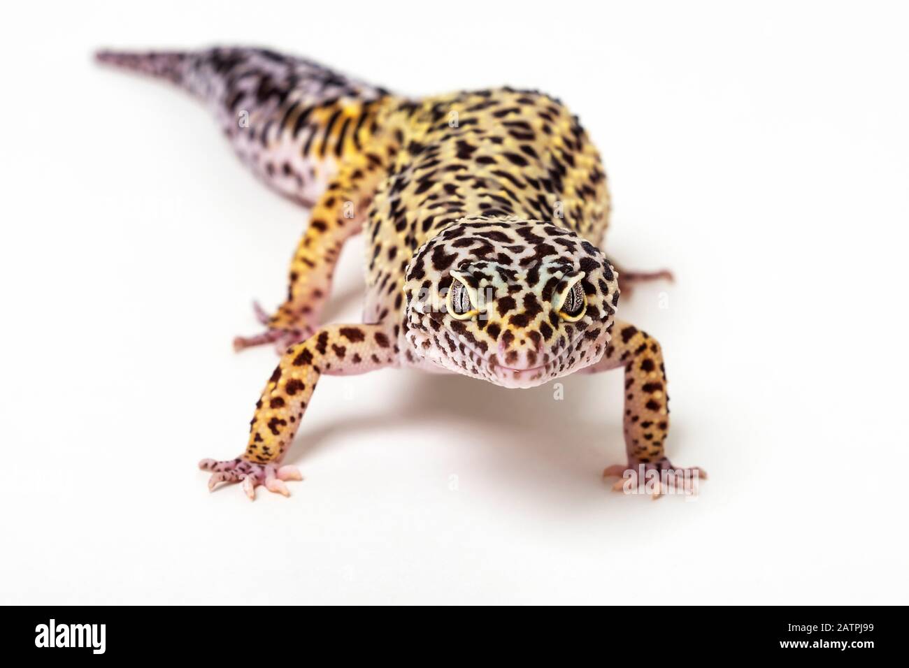 Common leopard gecko (Eublepharis macularius) on a white background; Studio Stock Photo