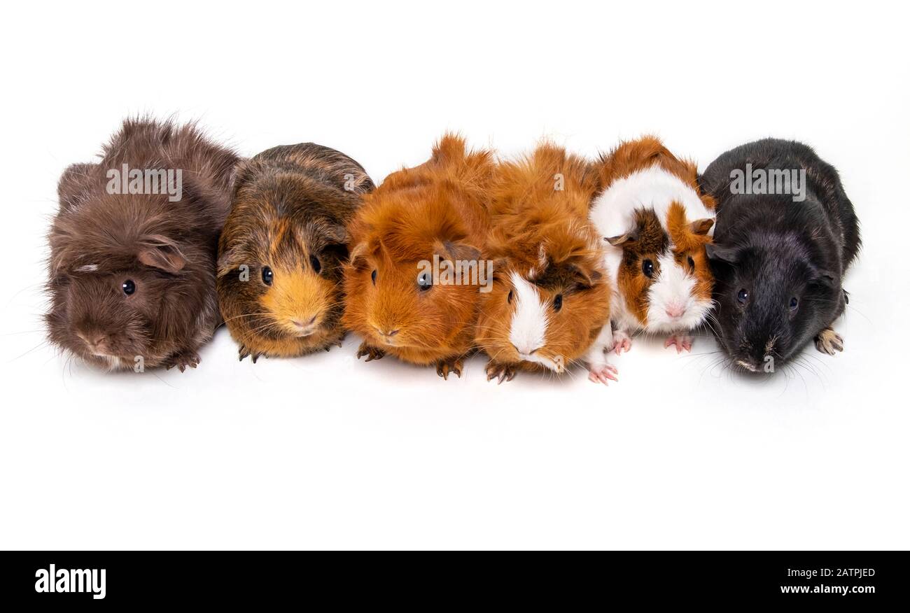 A herd of guinea pigs (Cavia porcellus) line up for a portrait; Studio Stock Photo