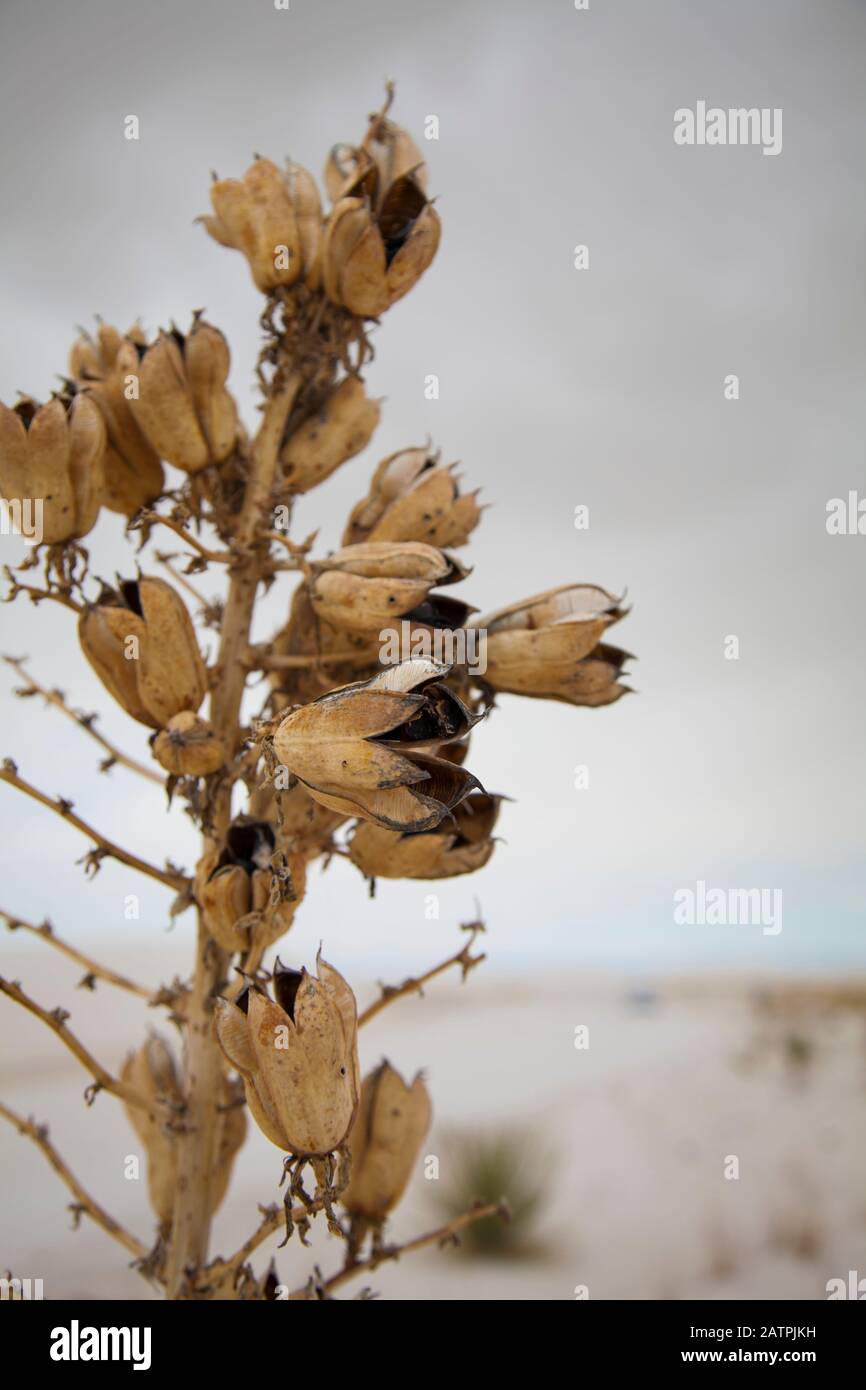 Soaptree Yucca (Yucca elata) seed pods, White Sands National Monument;  Alamogordo, New Mexico, United States of America Stock Photo - Alamy