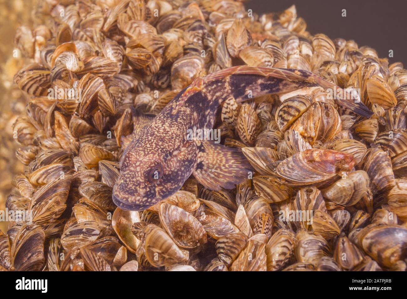 Racer goby (Babka gymnotrachelus) lies on a colony bivalves mollusks Zebra mussel (Dreissena polymorpha), Dnieper River, Zaporizhia Oblast, Ukraine Stock Photo