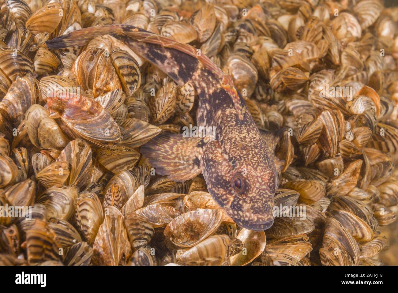 Racer goby (Babka gymnotrachelus) lies on a colony bivalves mollusks Zebra mussel (Dreissena polymorpha), Dnieper River, Zaporizhia Oblast, Ukraine Stock Photo