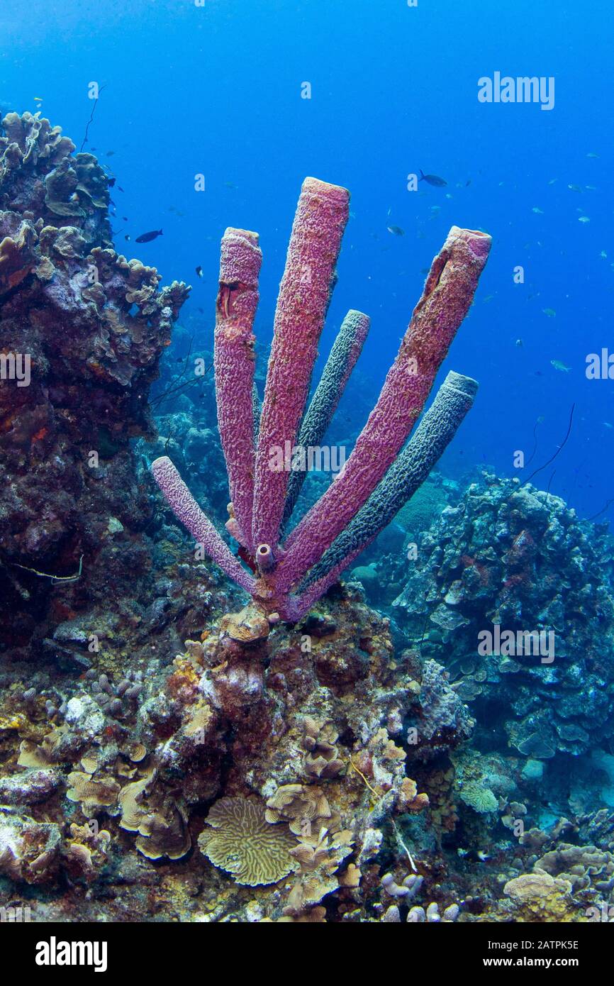 Purple Stove-pipe Sponge (Aplysina archeri) off Playa Grandi, West Curacao, Curacao Stock Photo