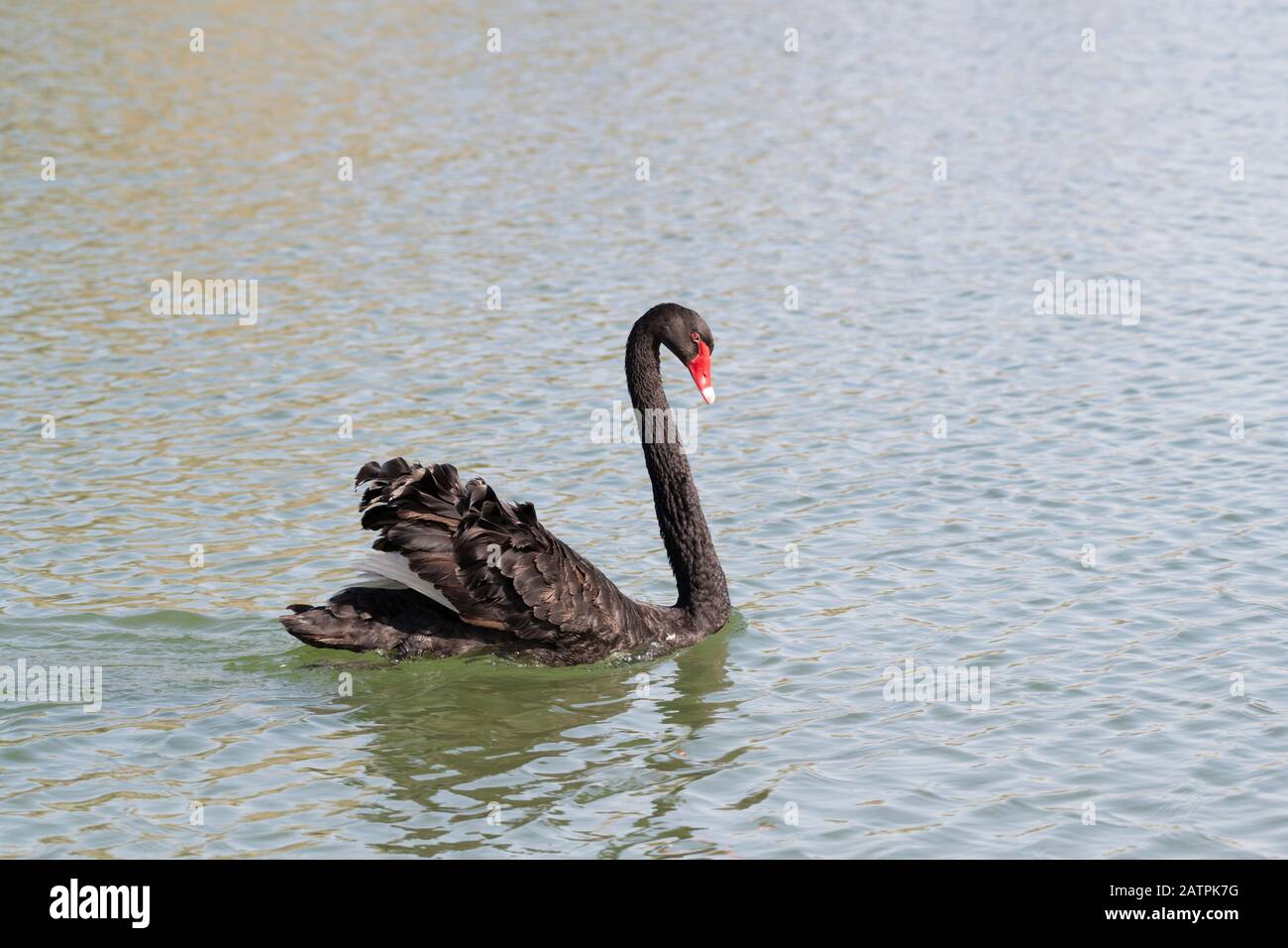 Black swan swimming in a lake Stock Photo - Alamy
