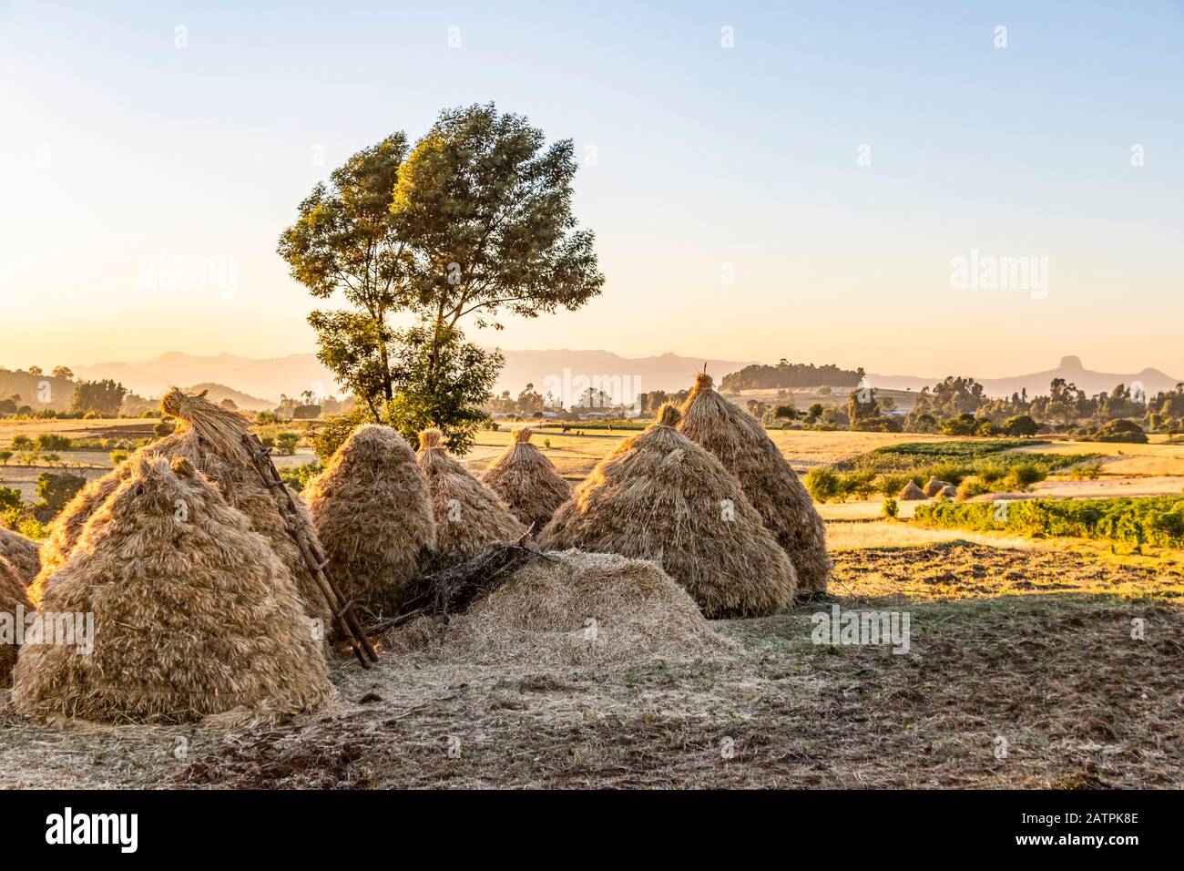 Fields of Teff (Eragrostis tef); Jib Gedel, Amhara Region, Ethiopia Stock Photo
