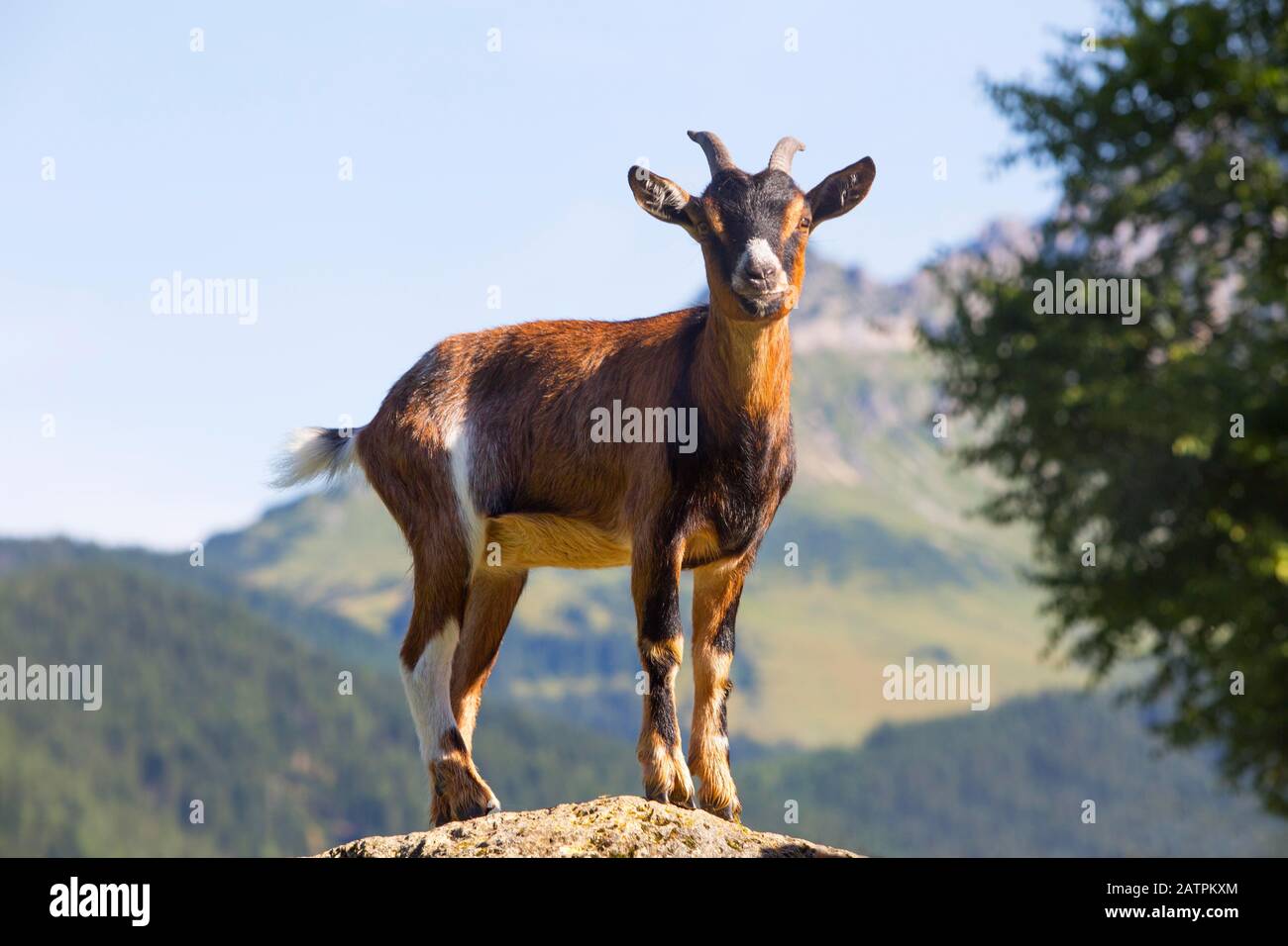 Domestic Goat (Capra aegagrus hircus), Filzmoos, Pongau, Province of Salzburg, Austria Stock Photo