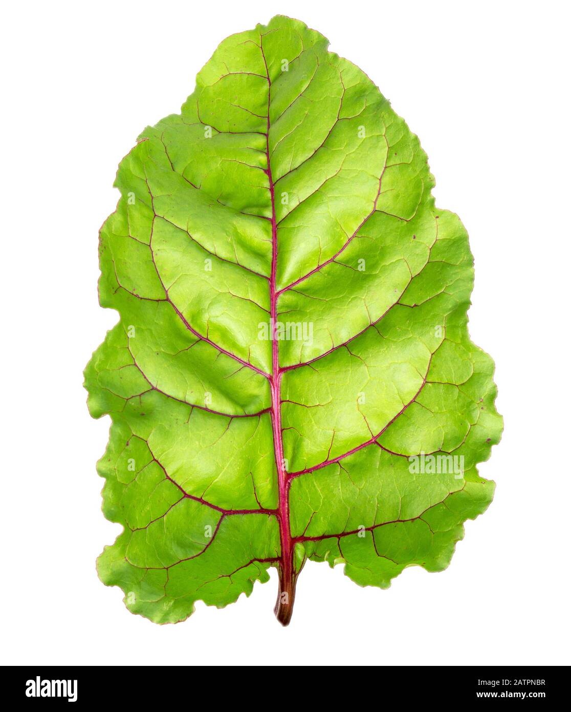 Beet leaves. Beetroot leaves, fresh beet leaf isolated on white