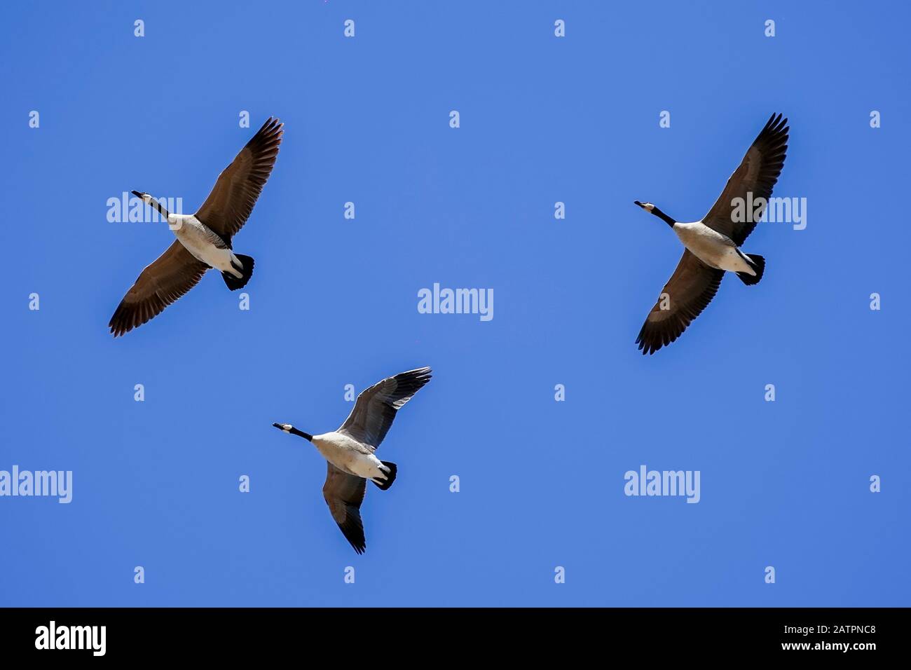 3 Canadian geese (Branta Canadensis) flying in formation with a blue sky. Scottsdale, Arizona. Stock Photo
