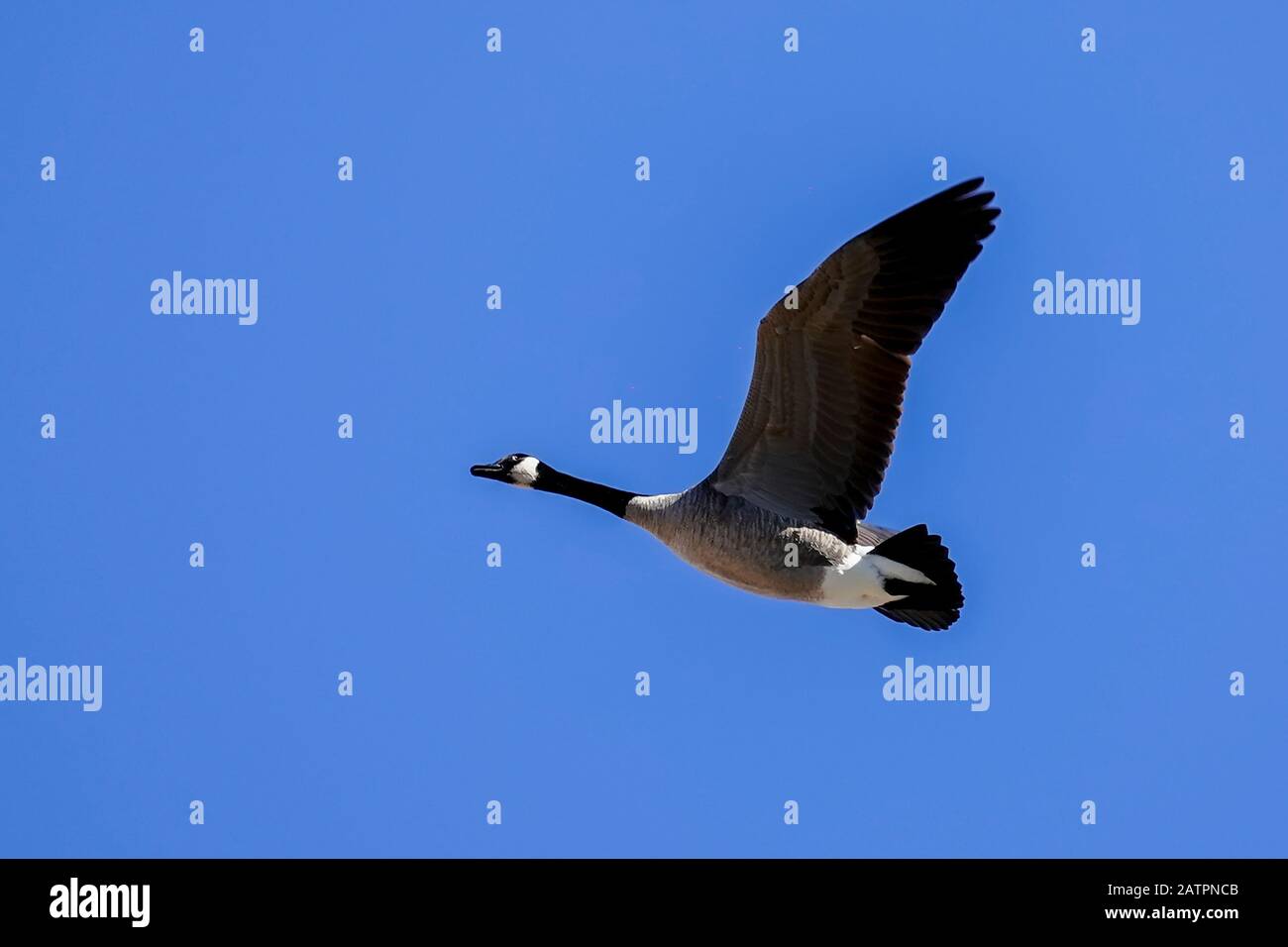 A Canadian goose in flight  with a blue sky. Scottsdale, Arizona. Stock Photo