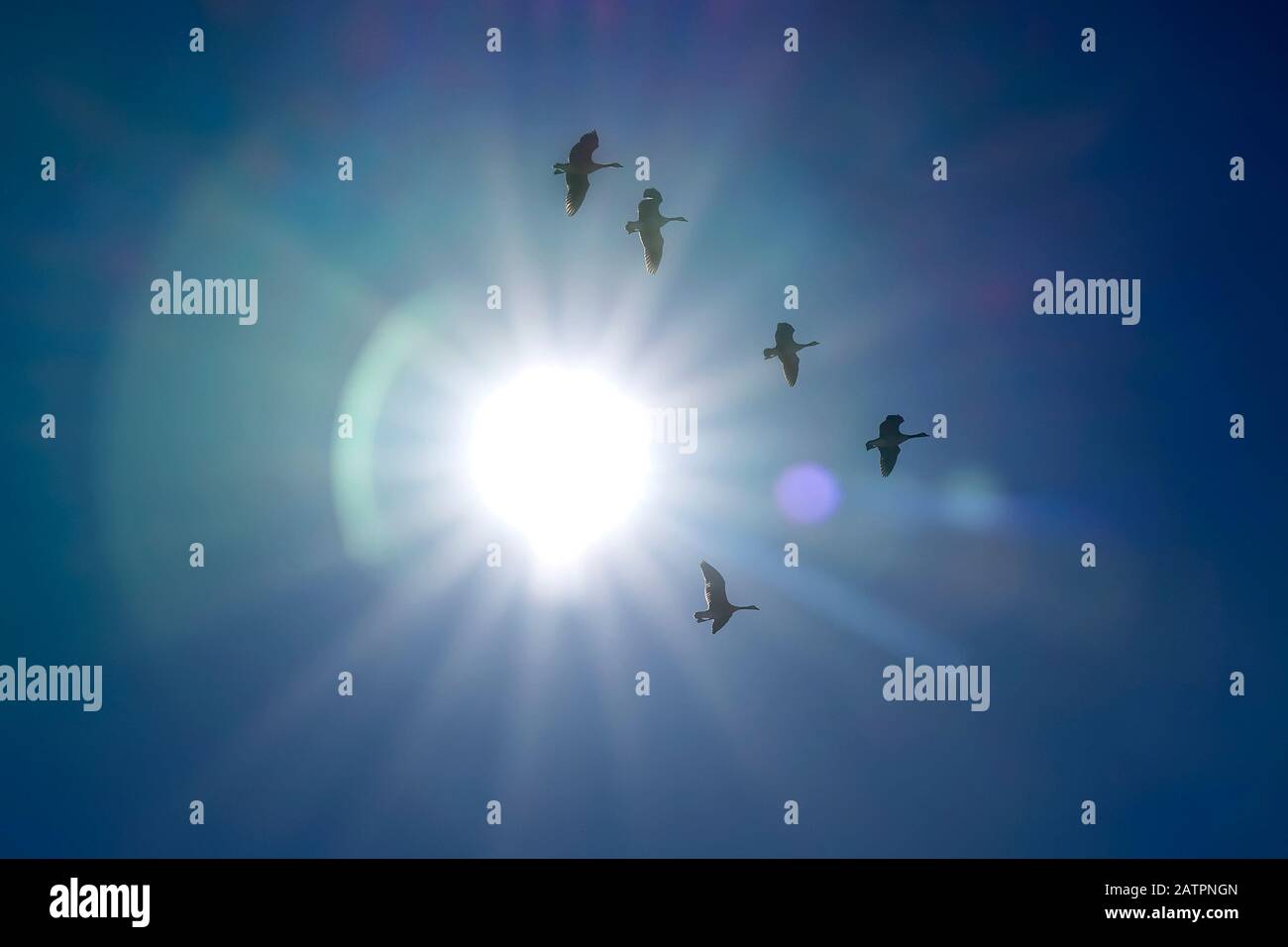 A flock of Canadian geese flying in formation through the sun with a blue sky. Scottsdale, Arizona. Stock Photo