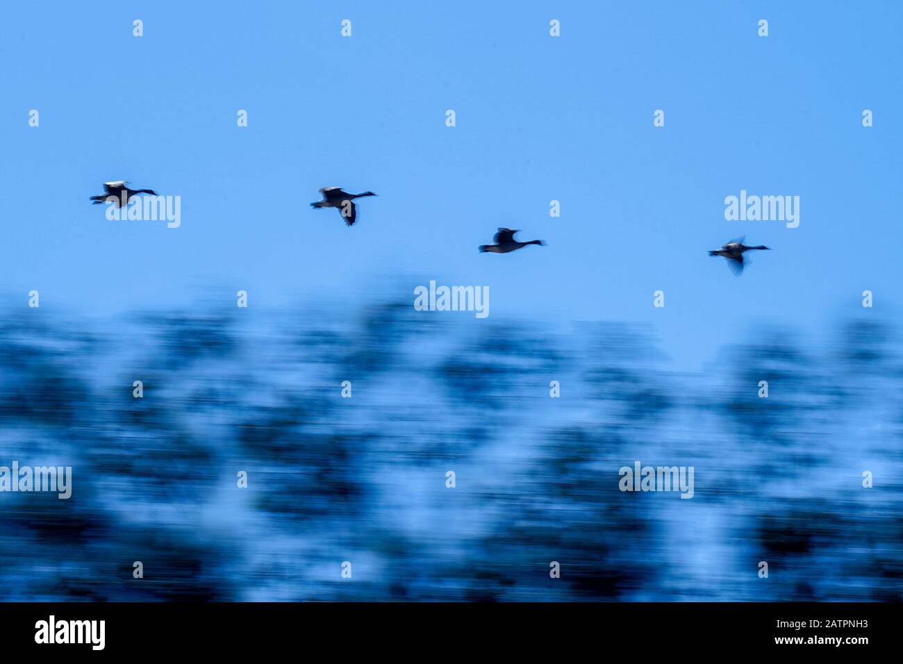 Concept motion blur of Canadian geese flying in formation with a blue sky and abstract trees. Stock Photo