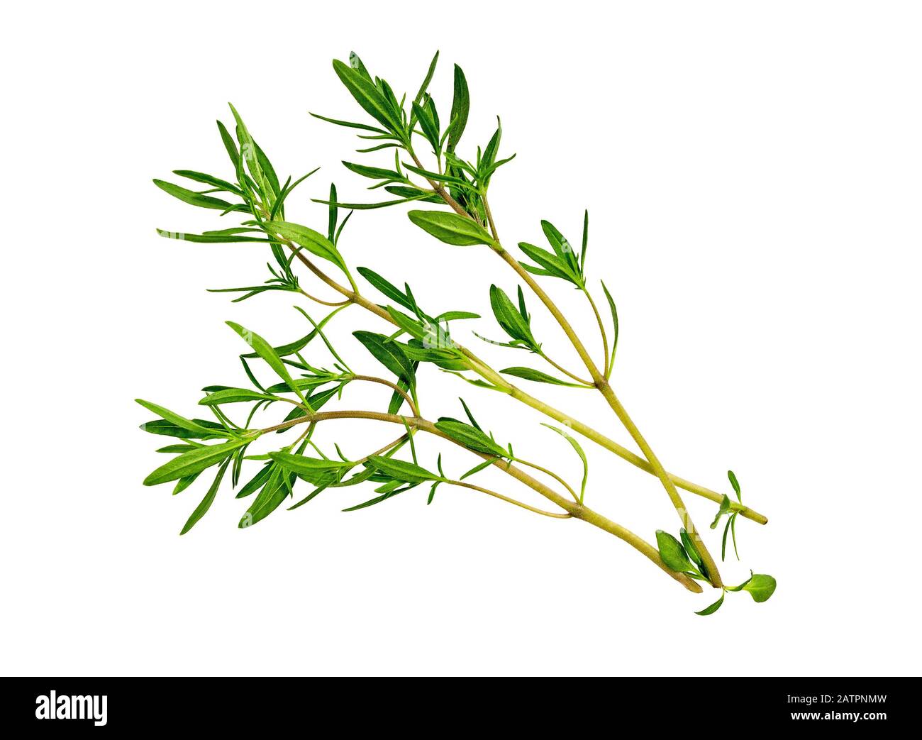 Savory bunch isolated on white background. Savory herb leaves. Fresh green savory plant. Stock Photo