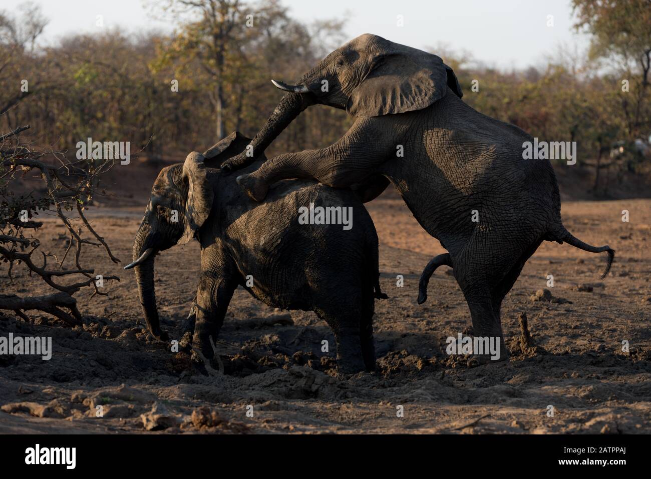 Elephants mating in the wilderness of Africa Stock Photo Alamy