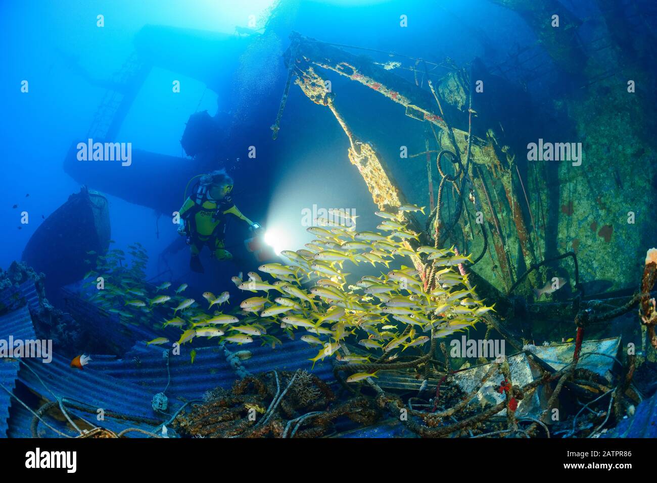 schooling yellowfin goatfish, Mulloidichthys vanicolensis, and scuba diver over shipwreck Salem Express, Safaga, Egypt, Red Sea, Indian Ocean, MR Stock Photo