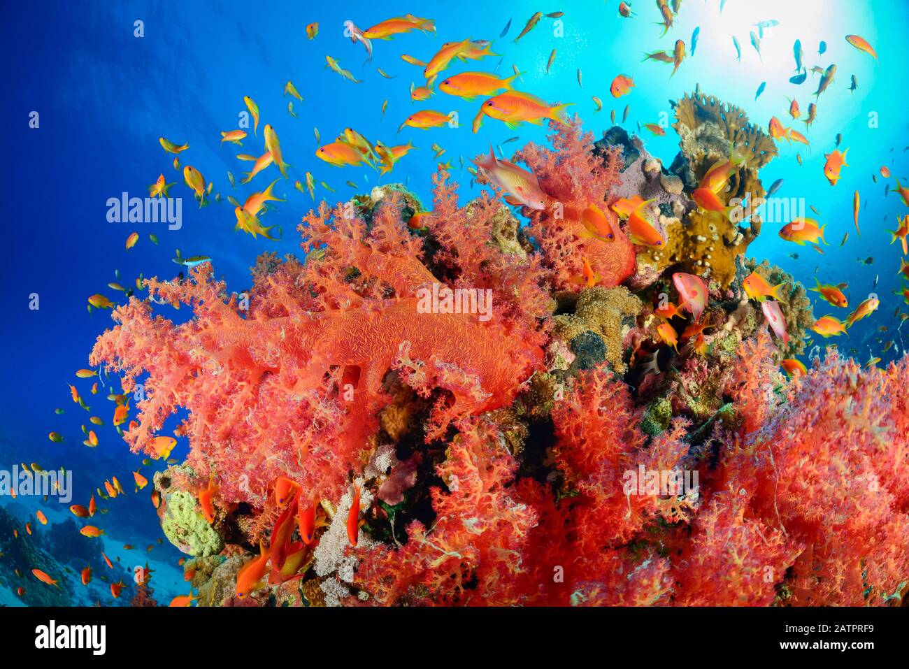 Hemprichs Red Soft Tree Coral andSea Goldie, Dendronephthya hemprichi, Pseudanthias squamipinnis, and Scuba diver, Marsa Alam, Wadi Gimal, Egypt, Red Stock Photo