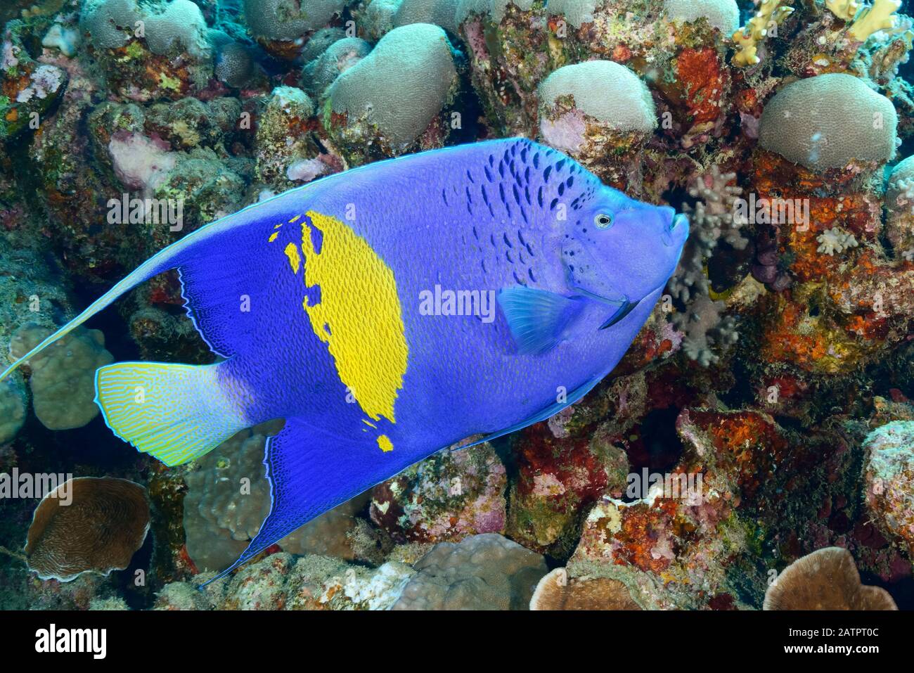 yellowbar angelfish, Pomacanthus maculosus, Marsa Alam, Wadi Gimal, Egypt, Red Sea, Indian Ocean Stock Photo