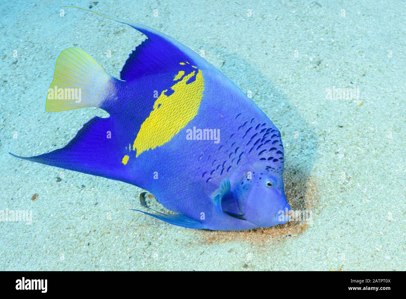yellowbar angelfish, Pomacanthus maculosus, Marsa Alam, Wadi Gimal, Egypt, Red Sea, Indian Ocean Stock Photo