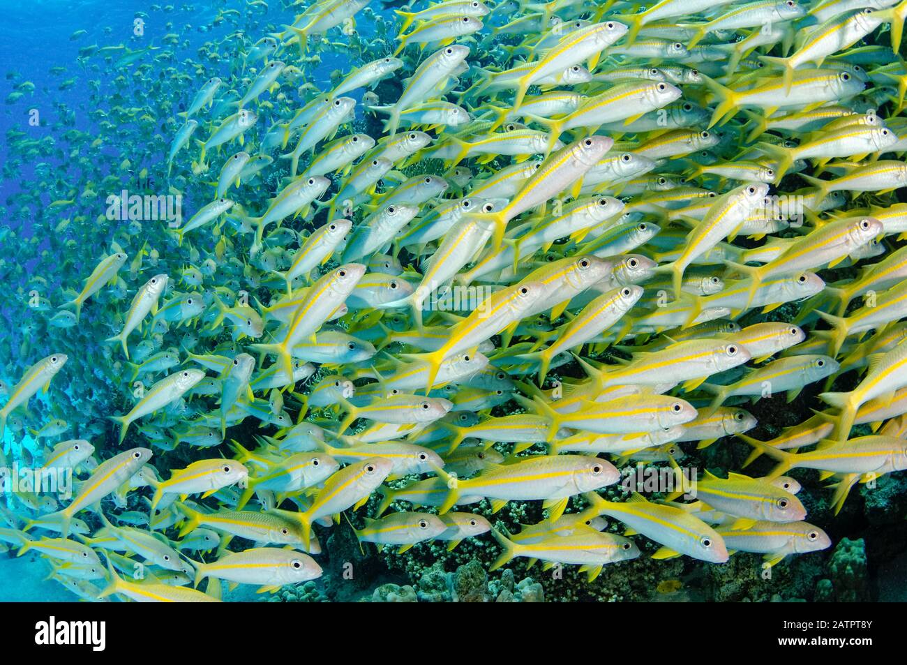 schooling yellowfin goatfish, Mulloidichthys vanicolensis, Hurghada, Egypt, Red Sea, Indian Ocean Stock Photo