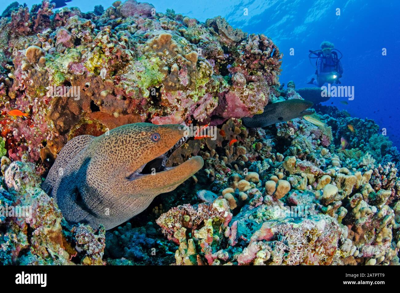 giant moray eel, Gymnothorax javanicus, and scuba diver, Brother Islands, Little Brother, Egypt, Red Sea, Indian Ocean, MR Stock Photo