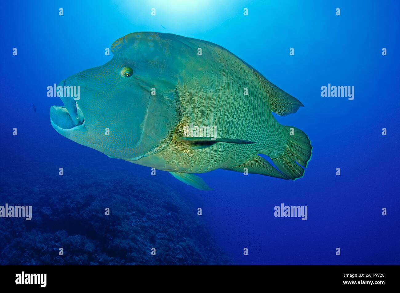 humphead wrasse or Napoleon Fish, Cheilinus undulatus, Little Brother, Brother Islands, Egypt, Red Sea, Indian Ocean Stock Photo