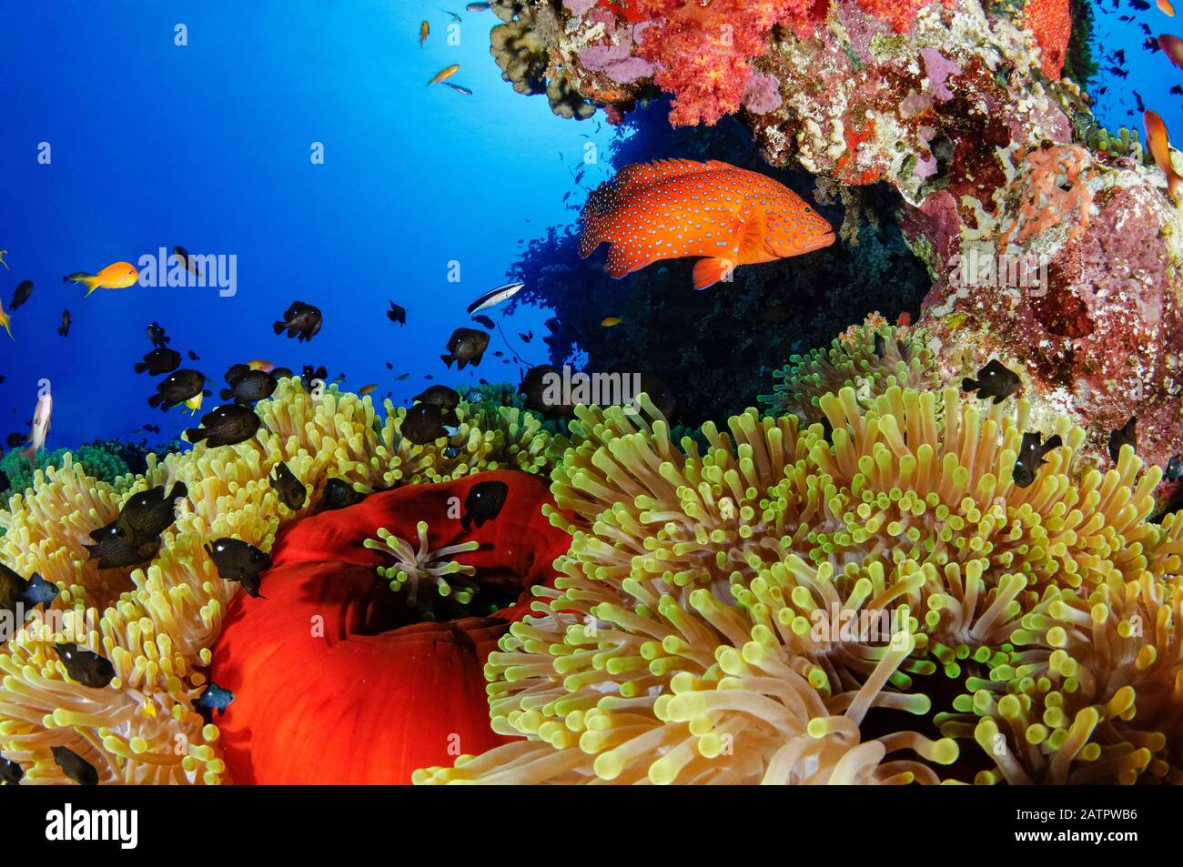 Magnificent Sea Anemone, Heteractis magnifica, Threespot Damselfishes, Dascyllus trimaculatus, and Jewel Grouper or Coral hind, Cephalopholis miniata, Stock Photo