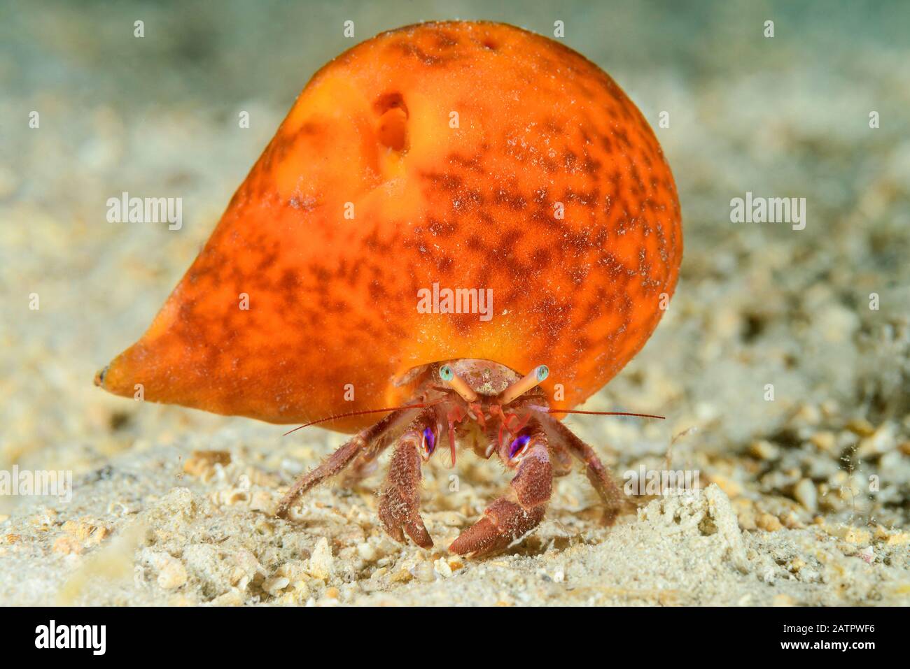 Suberites domuncula - Hermit-crab sponge (Sponge / Porifera images)
