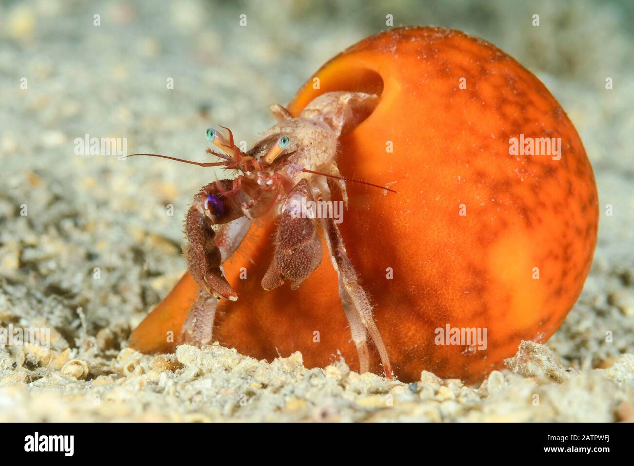 eye spot hermit crab, Paguristes eremita, with sponge, Dalmatia, Croatia, Adriatic Sea, Mediterranean Sea, Atlantic Ocean Stock Photo