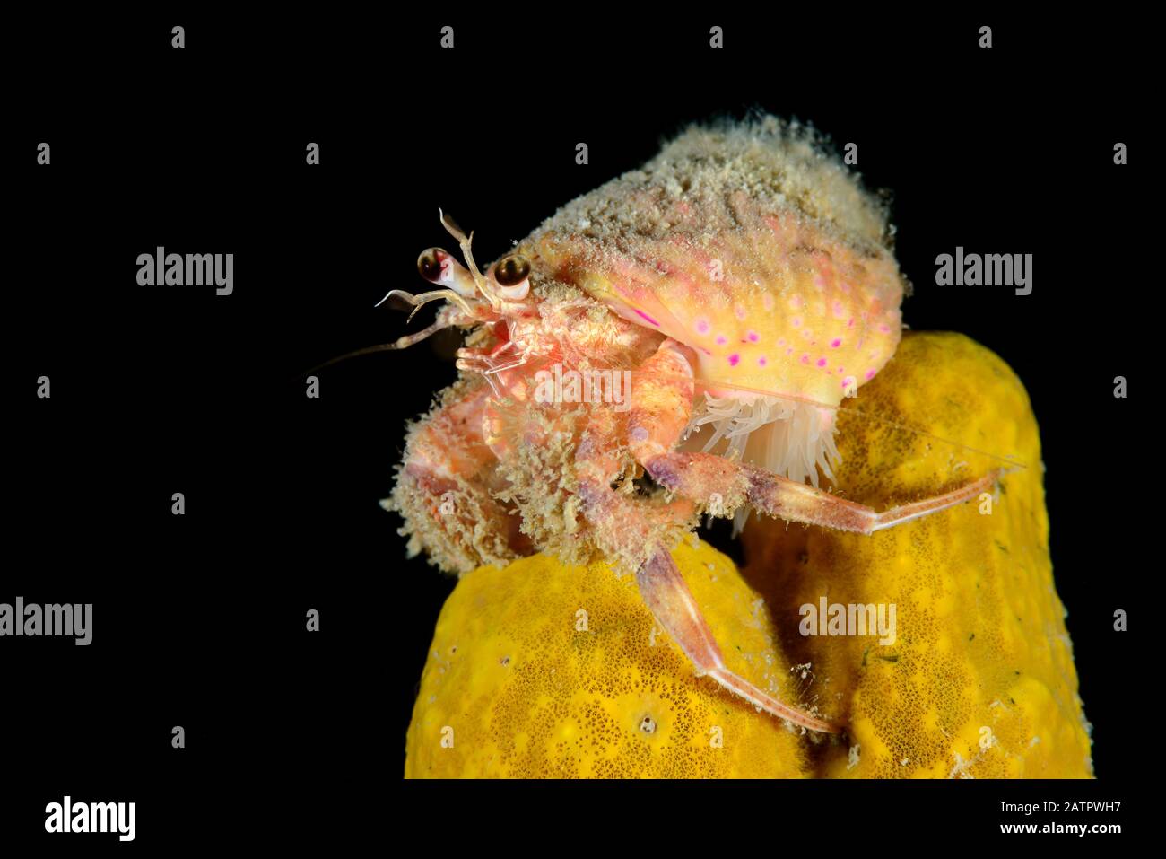 hermit crab, Pagurus prideau, with sea anemone, Adamsia palliata, on yellow sponge, Kornati, Croatia, Adriatic Sea, Mediterranean Sea, Atlantic Ocean Stock Photo