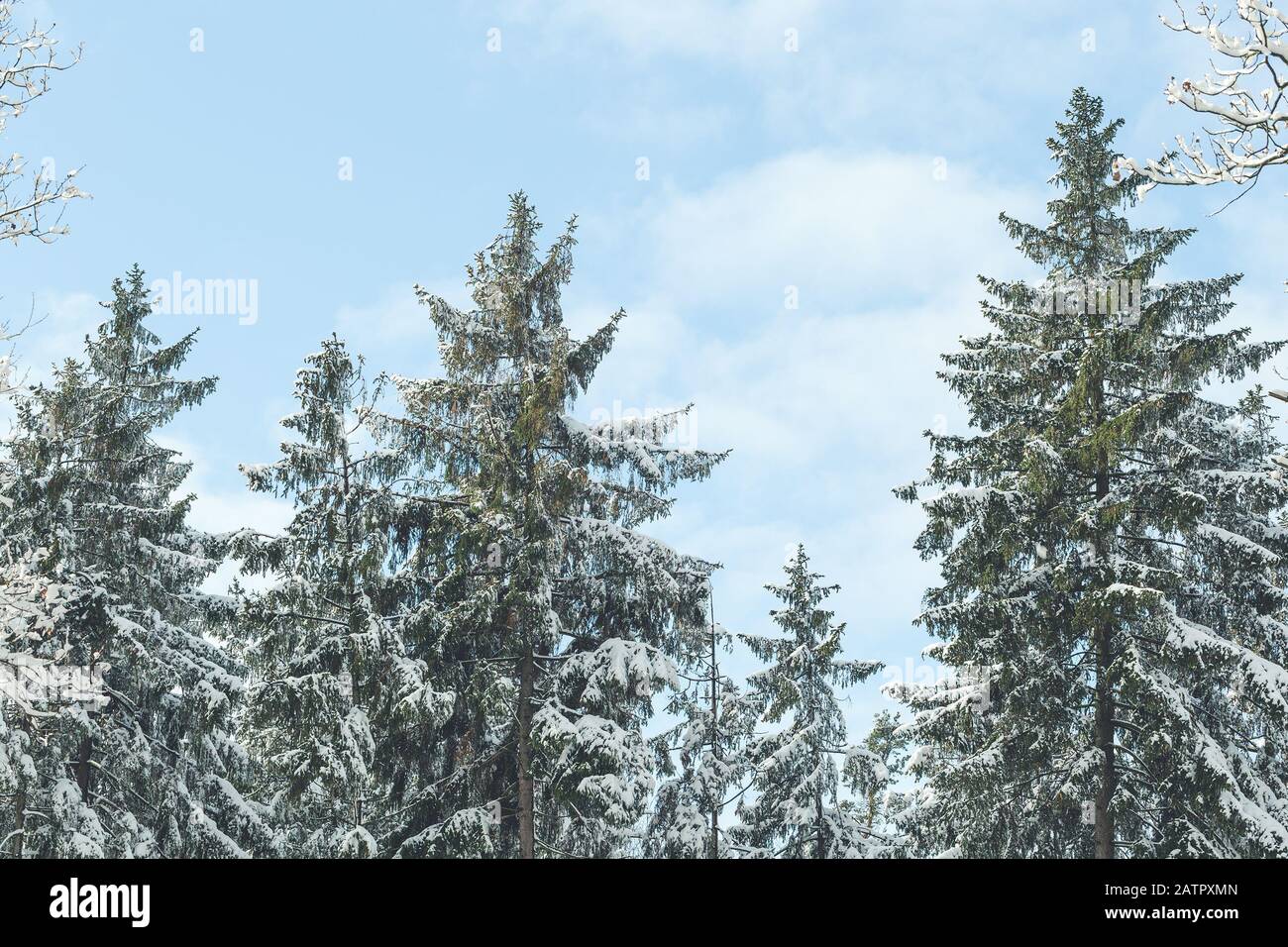 Snow covered pine trees in a forest on winter day blue sky. Copy space ...