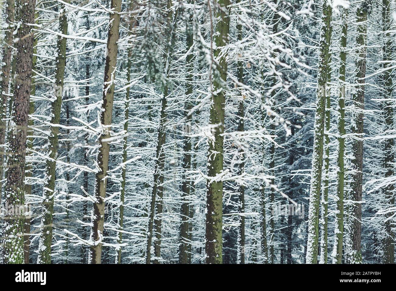 Snow covered pine trees in a forest wood winter background Stock Photo ...