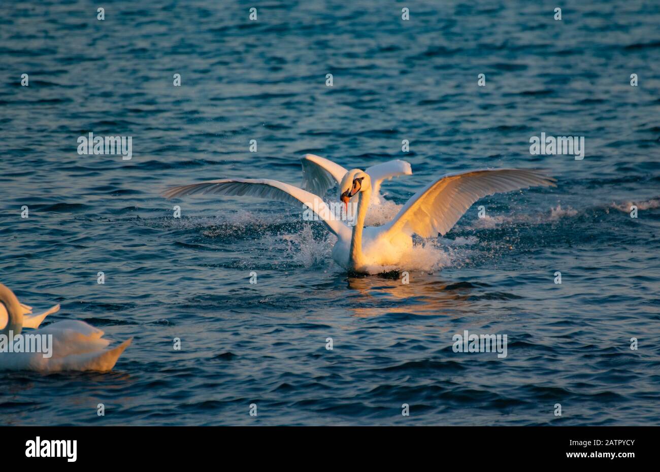 Courting male Mute Swan chasing  a female during the mating ritual on Black Sea,Bulgaria Stock Photo