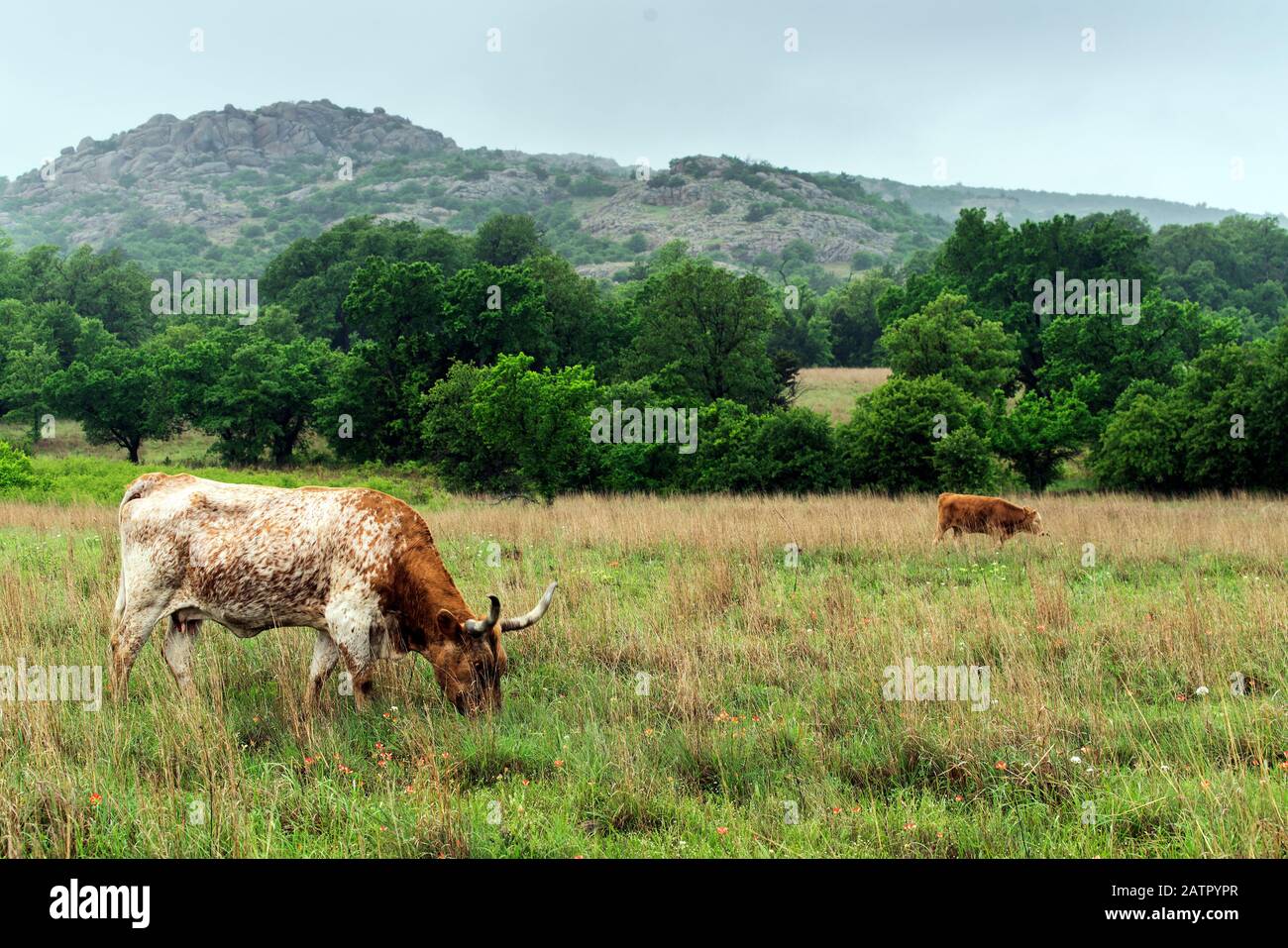 Texas Longhorn behind a fence in the Hill Country near Marble Falls